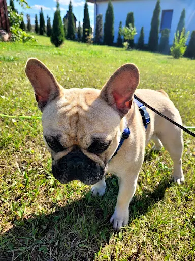 Hotel dla Psa Ełk - Oracze